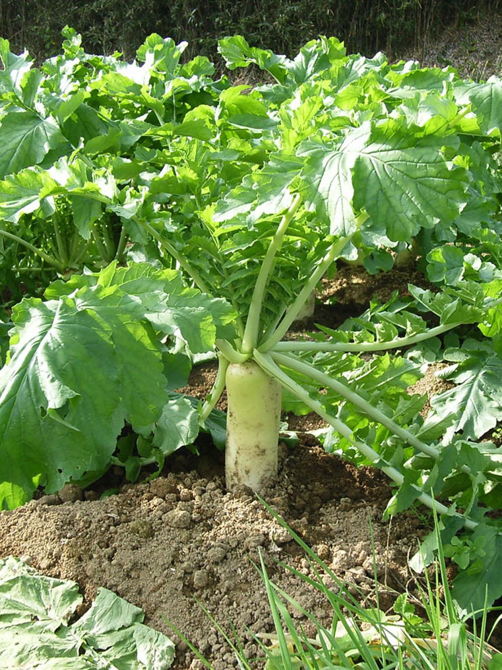 Tillage Radish®